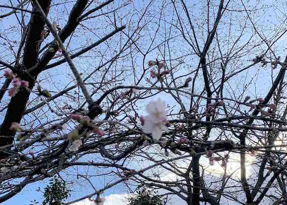 200226 桜.jpg